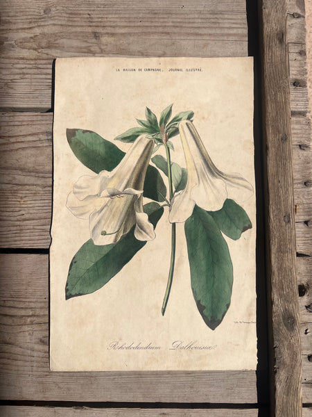 19C Botanical Book Plate
