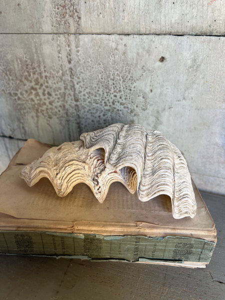 Vintage Clam Shells