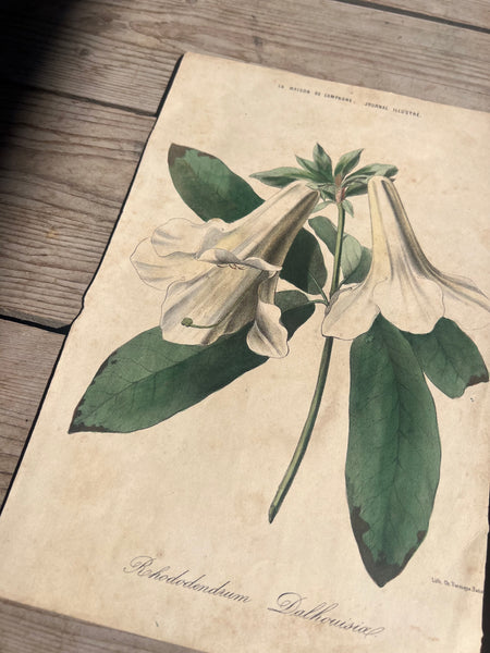 19C Botanical Book Plate