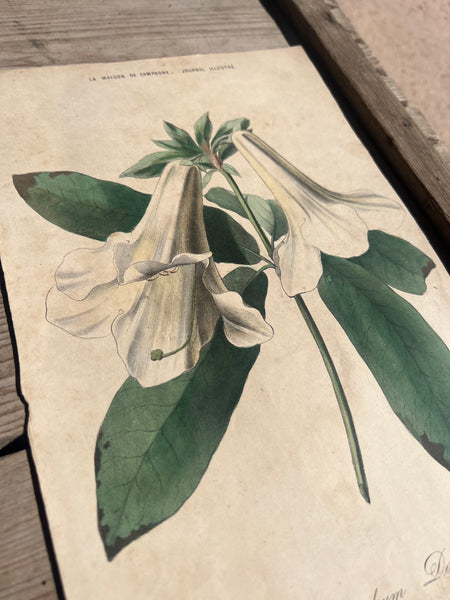 19C Botanical Book Plate