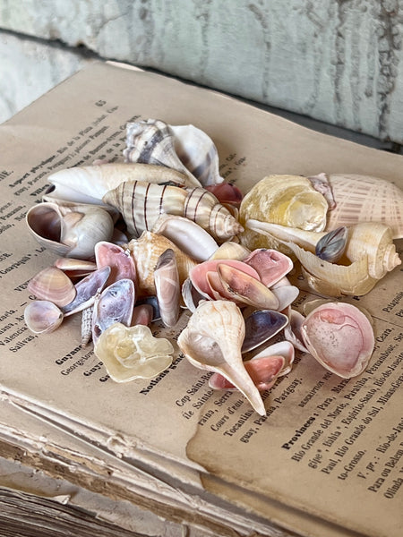 A Collection of Sea Shells