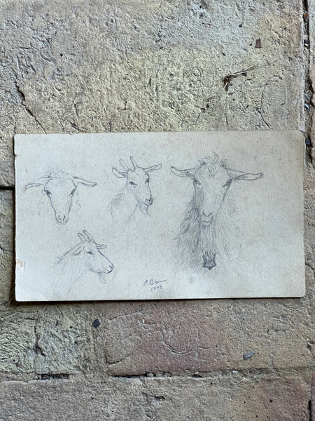 1902 French Goat Sketch
