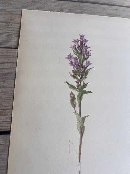 Beautiful Watercolour Painting