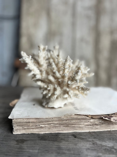 Large Delicate Vintage Coral