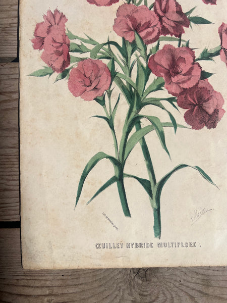 19C Botanical Book Plate
