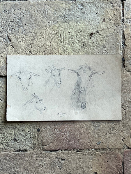 1902 French Goat Sketch