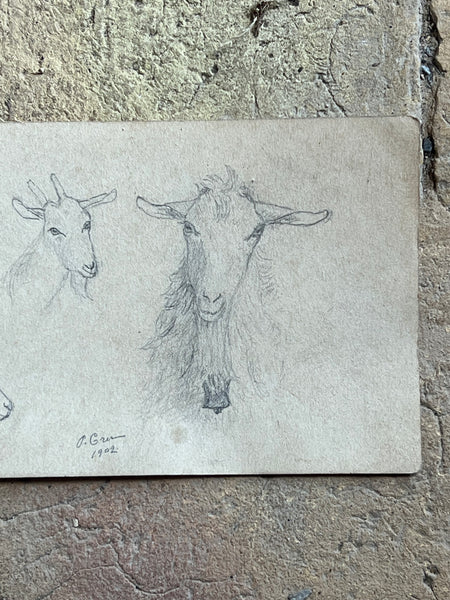 1902 French Goat Sketch