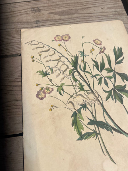 19C Botanical Book Plate