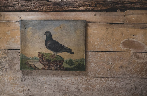 Antique French Pigeon Oil Painting