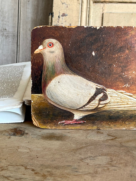 Antique French Pigeon Oil Painting