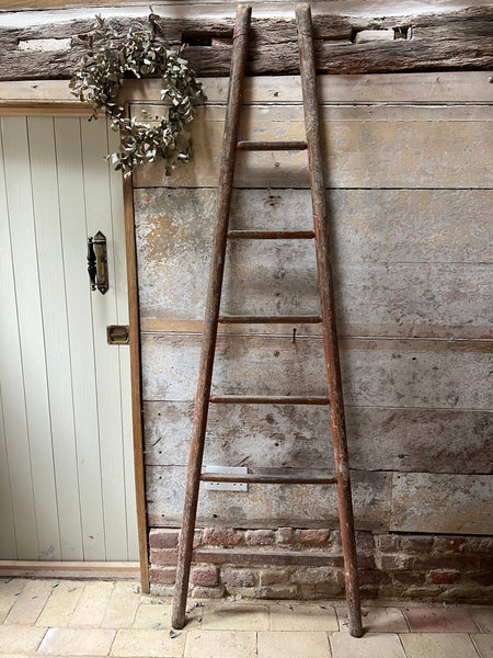 Single chippy paint fruit picking ladder