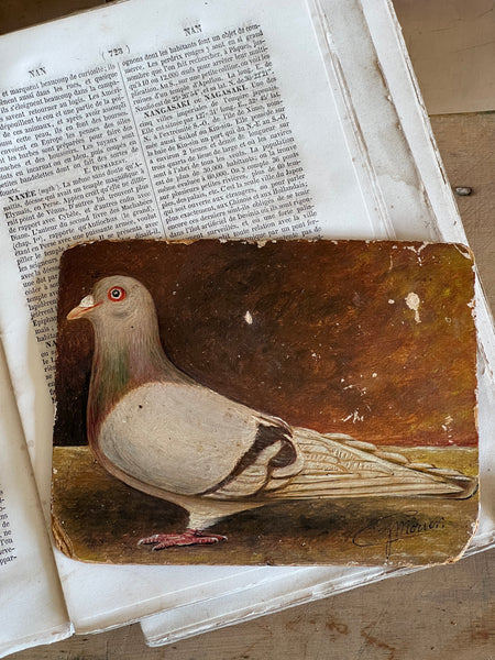 Antique French Pigeon Oil Painting