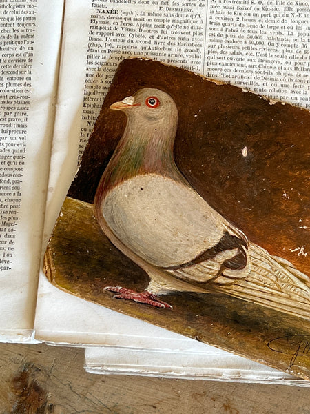 Antique French Pigeon Oil Painting