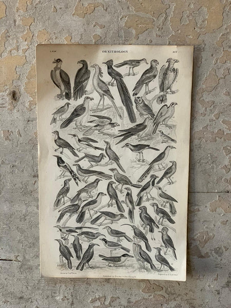 Ornithology Book Plate Print