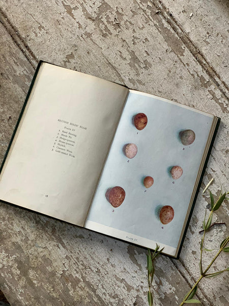 1916 Birds eggs and Nests Vintage Book