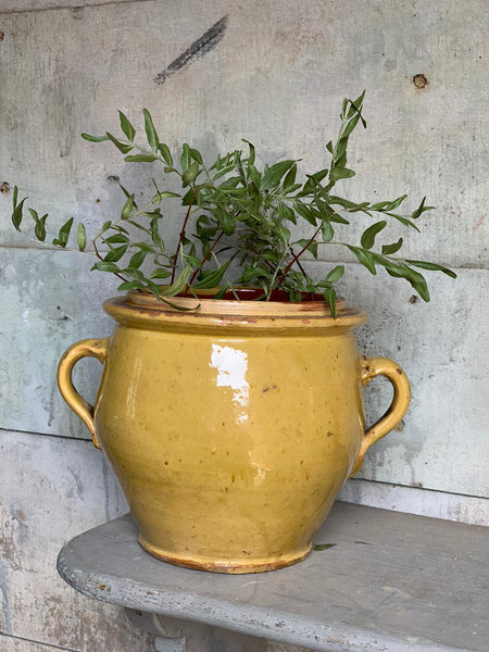 Small Yellow Confit