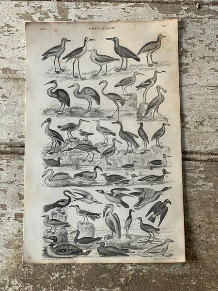 Ornithology Book Plate Print