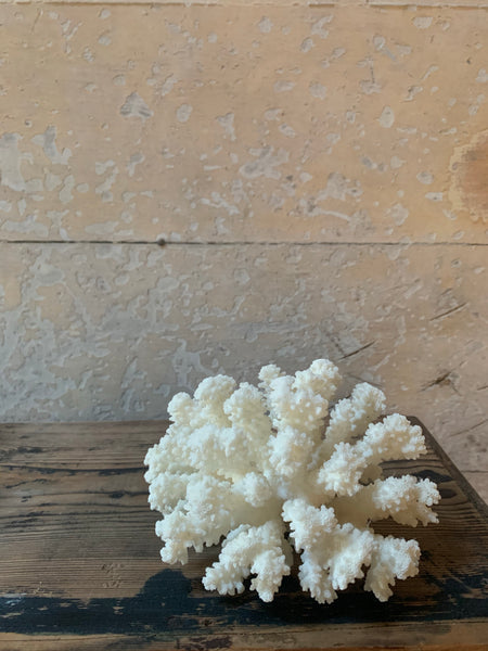 Medium Piece of Vintage Coral