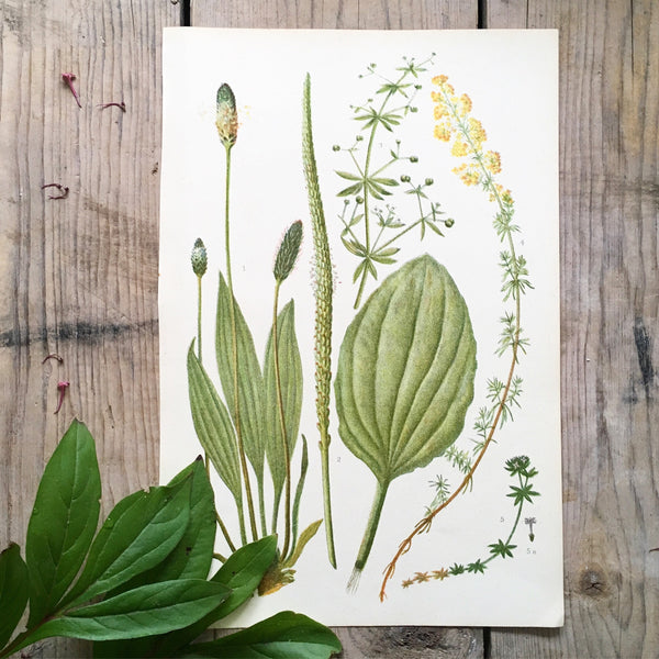 Vintage Botanical Print - Buckbean (R)