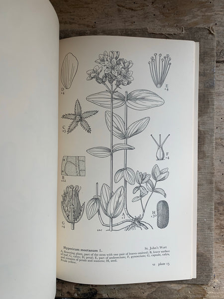 1950s Drawings Of British Plants VI