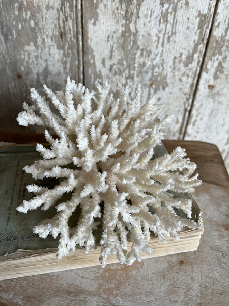 Large Delicate Vintage Coral