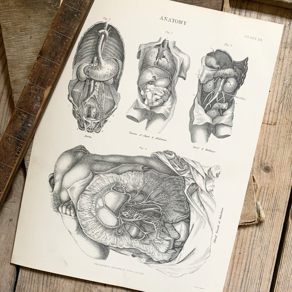 Vintage Anatomy Book Plate