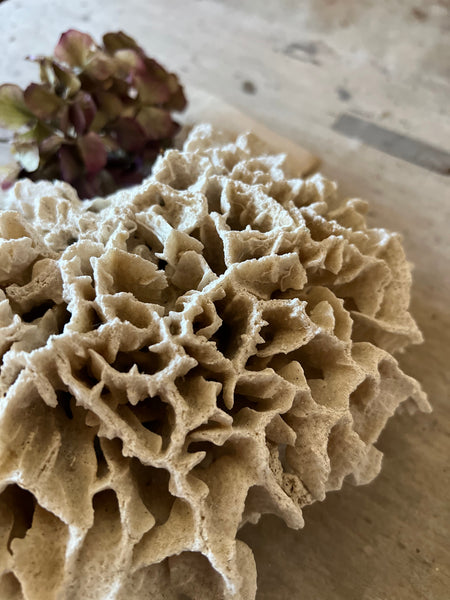 Large Piece of Vintage Coral