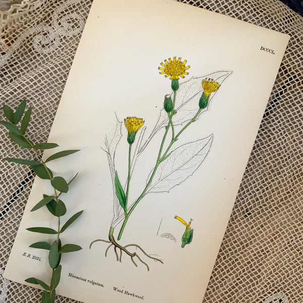 Vintage Botanical Print - Hawkweed