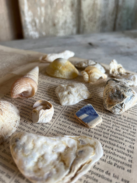 A Collection of Sea Shells