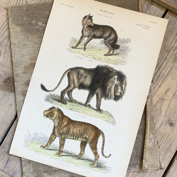 Victorian Lions & Tigers Coloured Engraving