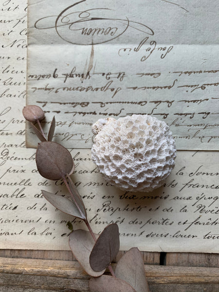 Small Antique French Coral
