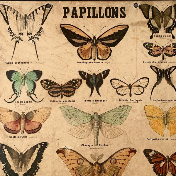 Papillons Vintage French Poster