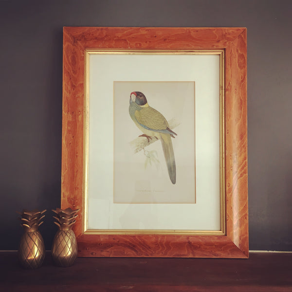 Victorian Framed Parakeet Lithograph 1884