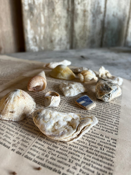 A Collection of Sea Shells