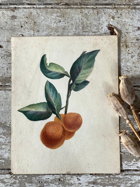 Antique Clementine Watercolour Painting