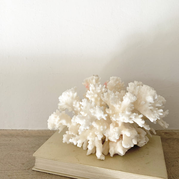 Large Piece of Vintage Coral