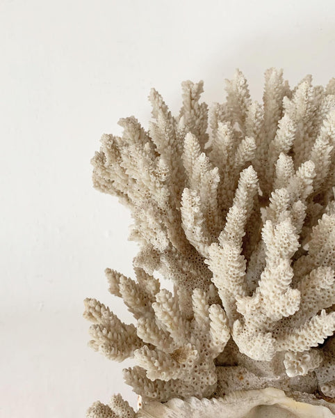 Antique French Coral Sacramental