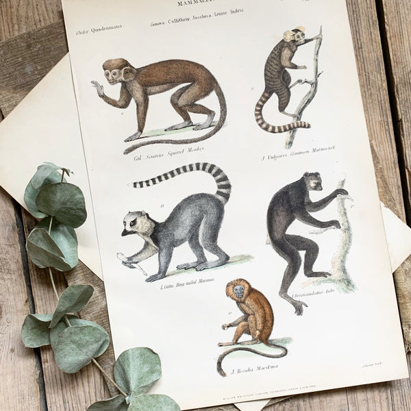 Victorian Monkeys & Lemur Coloured Engraving