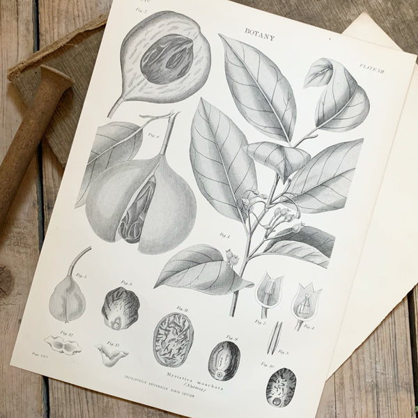 Victorian Botany Book Plate - Figs & Nutmegs