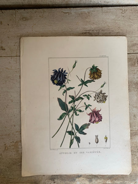 19th Century Botanical Book Plate Print