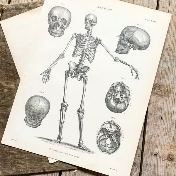 Vintage Anatomy Book Plate