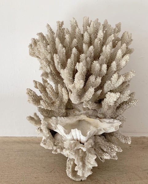 Antique French Coral Sacramental