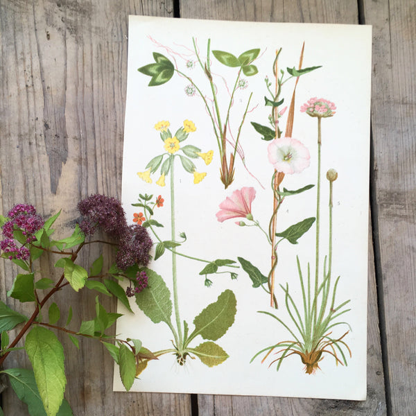 Vintage Botanical Print - Speedwell (O)