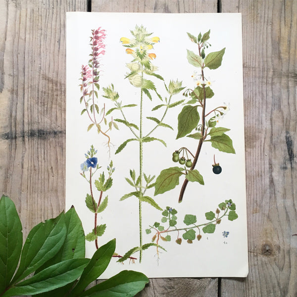 Vintage Botanical Print - Nettle (P)