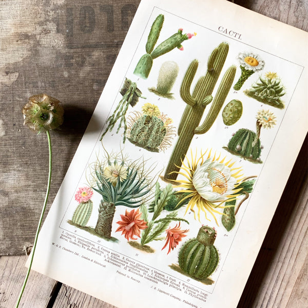 Vintage Botanical Print - Cactus