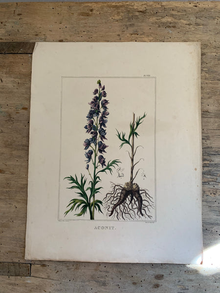 French Vintage Botanical Print - Aconit