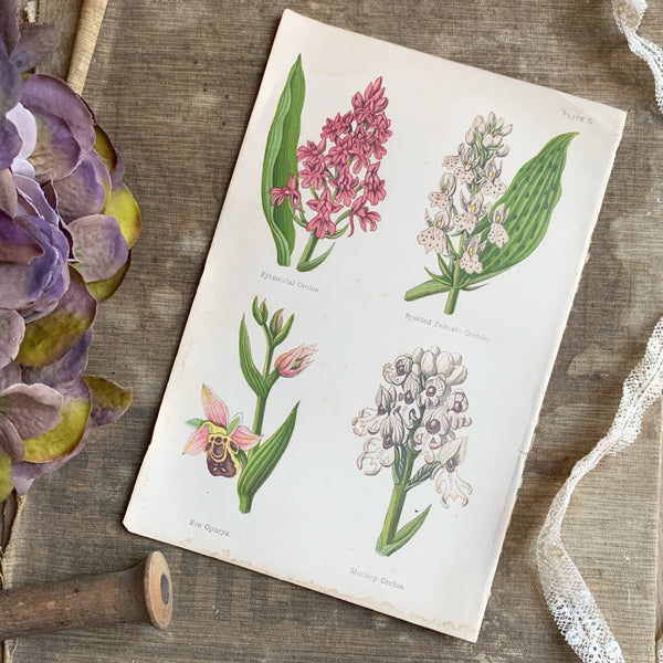 Vintage Botanical Print - Mixed Flowers