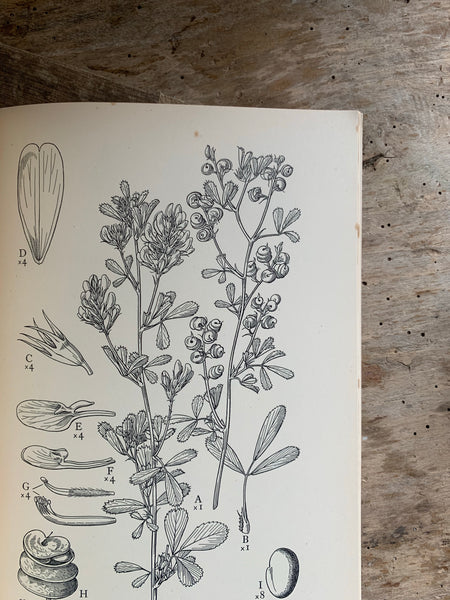 1950s Drawings Of British Plants VII