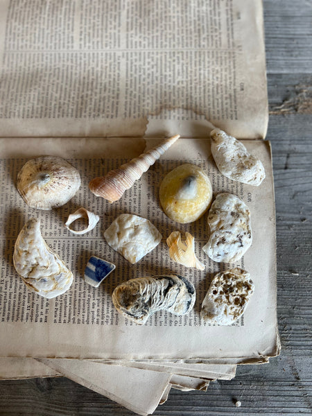 A Collection of Sea Shells