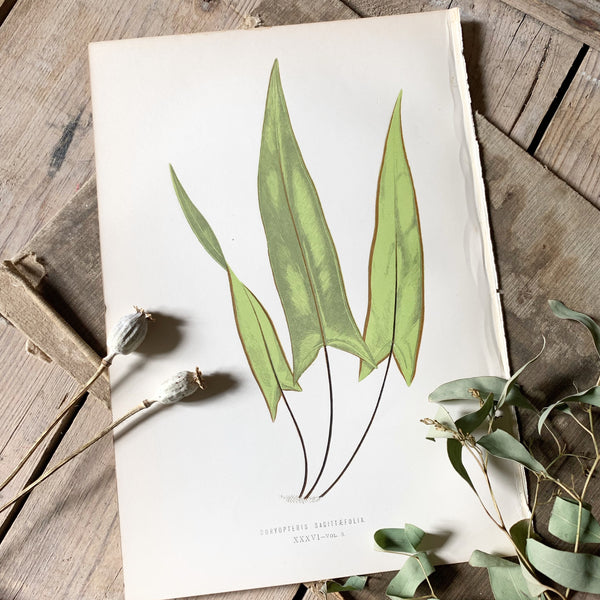 Vintage Botanical Print - Fern